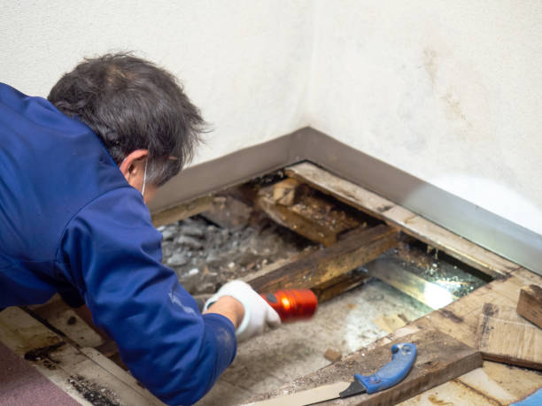  Rockwall, TX Mold Removal Pros