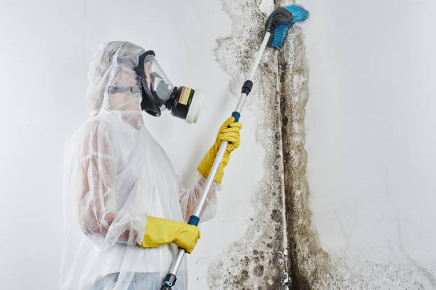 Best Professional Mold Removal  in Rockwall, TX
