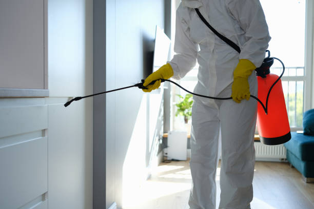 Professional Mold Removal in Rockwall, TX