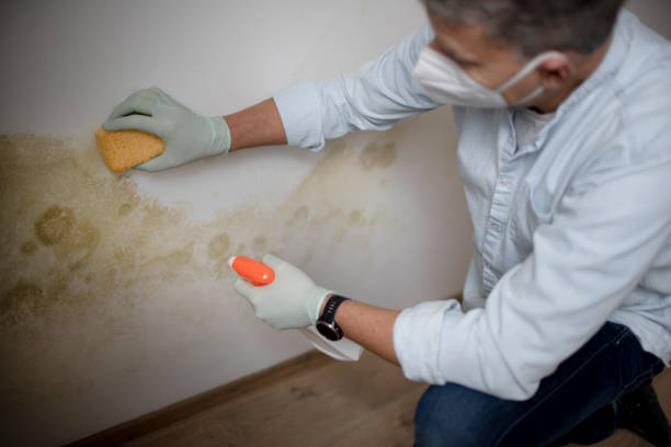 Best Commercial Mold Removal  in Rockwall, TX
