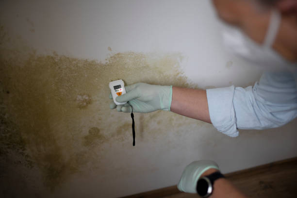 Best Home Mold Removal  in Rockwall, TX
