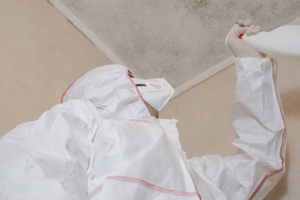 Best Local Mold Removal Service  in Rockwall, TX