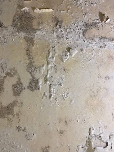 Best Black Mold Removal  in Rockwall, TX