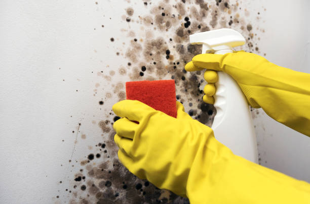 Home Mold Removal in Rockwall, TX