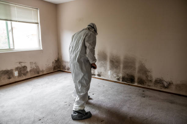 Best Mold Remediation  in Rockwall, TX