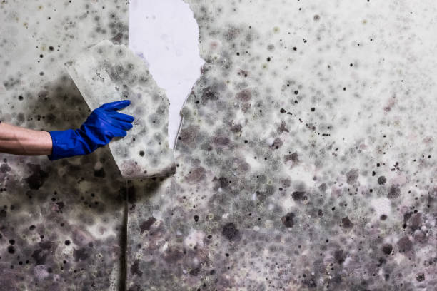 Best Mold Removal Company Near Me  in Rockwall, TX